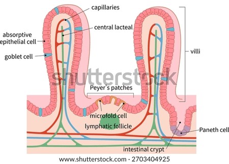 Cross-section of small intestinal villi