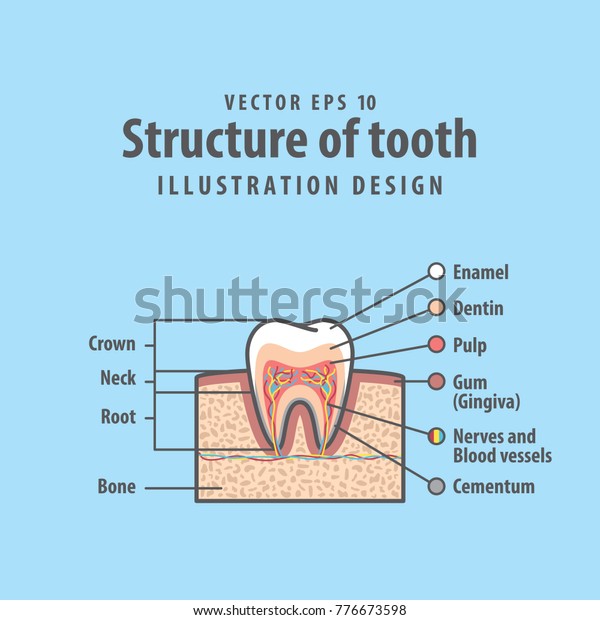 Tooth Organ Chart