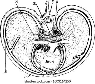 Cross-section of thorax, with the parts labelled as, 'A, B, C, D, E, PA and X', representing, bronchus, aorta, pericardial space, pleural cavity, alimentary canal, pulmonary artery and neural canal,