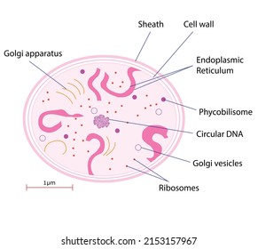 Crosssection Through Cyanobacteria Cell Diagram Stock Vector (Royalty ...