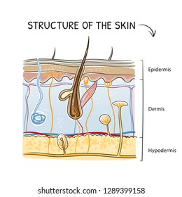 Cross-section View Of A Healthy Human Skin With Tissue Layers And Senoric Receptors. Medical Info Graphics On White Background. Hand Drawn Cartoon Sketch Vector Illustration, Marker Style Coloring.  