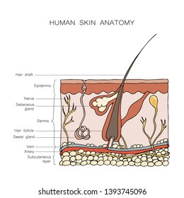 Cross-section View Of A Healthy Human Skin. Medical Info Graphics Of Human Skin Anatomy On White Background. Hand Drawn Cartoon Sketch Vector Illustration. - Vector