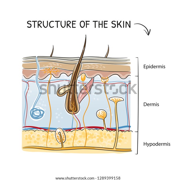 Crosssection View Healthy Human Skin Tissue Stock Vector (Royalty Free ...