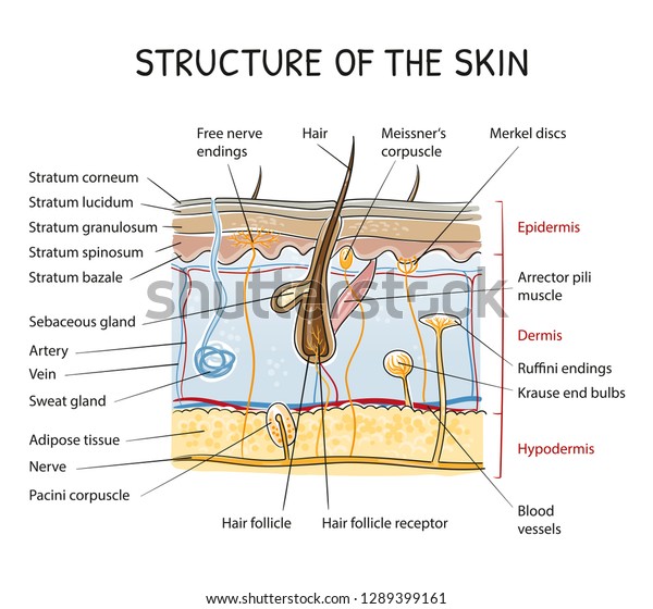 Crosssection View Healthy Human Skin Tissue Stock Vector (Royalty Free ...