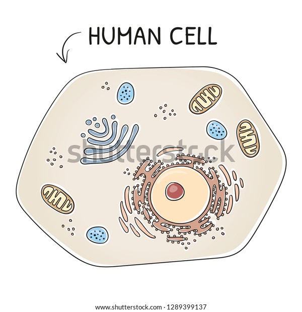 Cross-section view\
of a human cell with its cell organelles. Medical info graphics on\
white background. Hand drawn cartoon sketch vector illustration,\
marker style coloring. \
