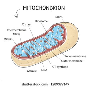 Cross-section view of Mitochondria. Medical info graphics on white background. Hand drawn cartoon sketch vector illustration, marker style coloring.  