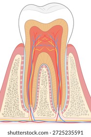 Ilustração transversal de um molar
