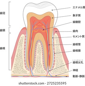 Ilustração transversal de um molar