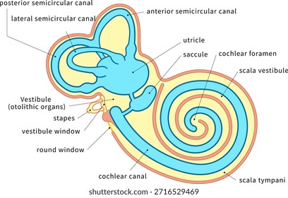 Ilustración transversal que muestra la estructura dentro del oído