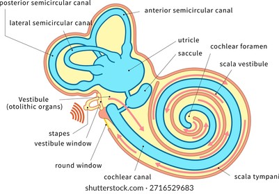 Una ilustración transversal que muestra la estructura dentro de la cóclea y cómo se transmite el sonido
