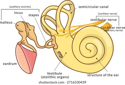 Ilustración transversal que muestra la estructura dentro del oído