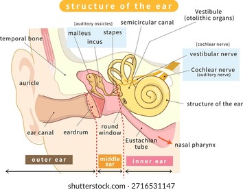 Cross-sectional illustration showing the structure inside the ear