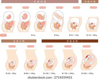 Ilustraciones transversales que muestran el desarrollo de un bebé dentro del útero de una mujer desde principios hasta finales del embarazo