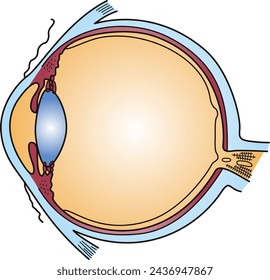 Cross-sectional structure diagram of the human eye
