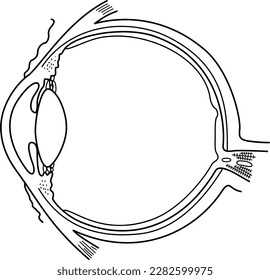 Estructura transversal del globo ocular humano