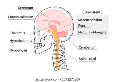 Cross-sectional view of the brain, skull, cervical vertebrae, and various parts of the brain