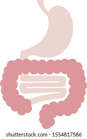Cross-sectional view of the gastrointestinal