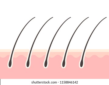 Cross-sectional view of the scalp