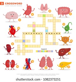 Crossword with huge set of illustrations and keyword in vector flat design isolated on white background. Crossword 3 - Internal organs - learning English words with images