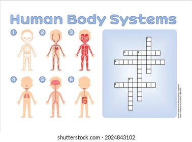 Crossword puzzle for Children. Human Body Systems. Muscular, Skeletal, Nervous, Digestive, Respiratory, Circulatory. Cartoon style. Page from the Workbook for Printing. Education Game for Kids. Vector