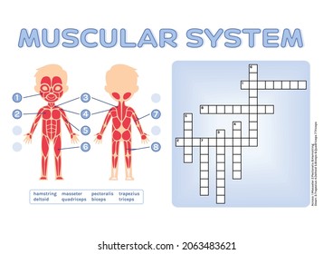 Crossword Puzzle for Children. Human Muscular System. Brain teaser for Anatomy and Biology Lesson. Worksheet for Printing. Educational Game from a Workbook. Cartoon style. Vector stock illustration.