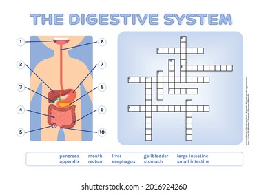 Crossword Puzzle. The Digestive System. Fun Educational Game for Kids. Testing the Knowledge of Schoolchildren. Flat Color Cartoon style. Page from the Workbook for Printing. White background. Vector