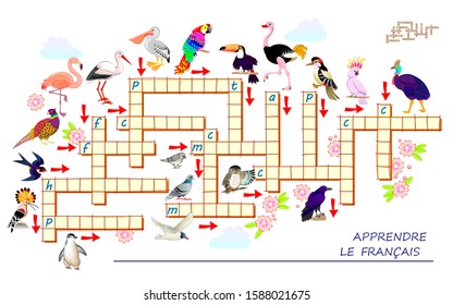 Crossword puzzle game with different birds. Learn French. Educational page for children to study French language and words. Printable worksheet for kids textbook. Back to school. Vector cartoon image