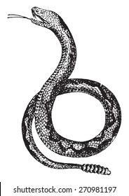 Crotale or rattlesnake, vintage engraved illustration. Natural History of Animals, 1880.
