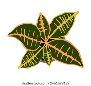 Croton house plant top view. Potted flower colorful icon for landscape, architectural, interior design. Hand drawn Vector flat colorful illustration isolated on white background. Not AI generated