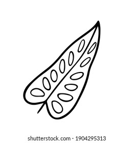 Croton leaf stylized vector illustration. Doodle illustration of decorative Croton tropical foliage. Leaves of palm tree isolated on white background.
