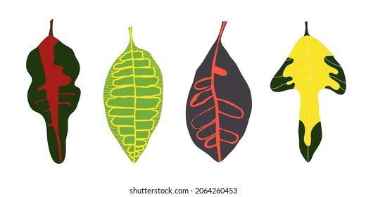 Croton leaves set - hand drawn vector illustration isolated on white. Flat color design.