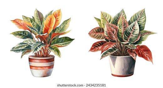 planta de crotón en una olla acuarela ilustración vectorial 