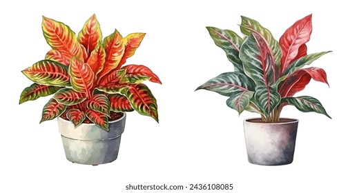 planta de crotón en una olla acuarela ilustración vectorial