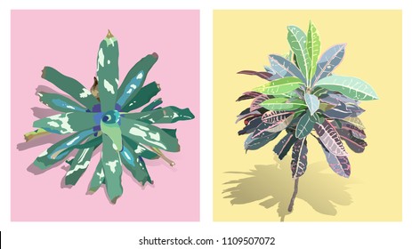 Crotons and Neoregelia sagate (Bromeliad) pastel colour palette