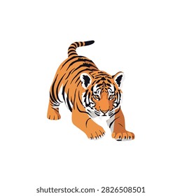 Crouching Bengal Tiger Cub Illustration in Stalking Pose Isolated on White Background for Design