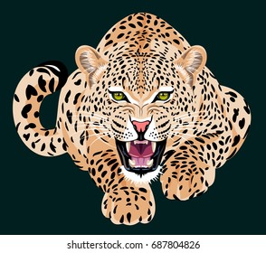 Crouching Bragged Spotted Leopard