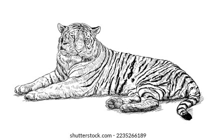 Crouching tiger hand draw sketch black line on white vector illustration