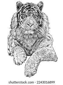 Crouching tiger hand drawn sketch black lines on white background vector illustration.