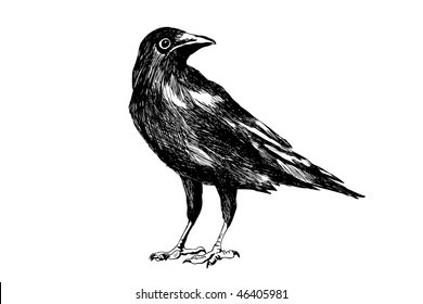 crow