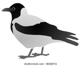 crow