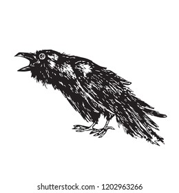 Crow with angry open beak, hand drawn doodle, sketch outline, vector illustration