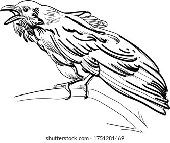 The crow is angry and opens its beak perch vintage illustration vector