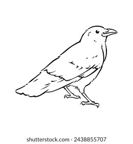 Crow Bird, Doodle Illustration Vector