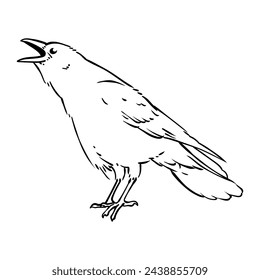 Crow Bird, Doodle Illustration Vector
