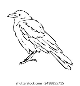 Crow Bird, Doodle Illustration Vector
