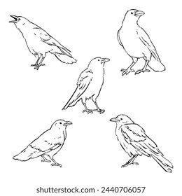 Crow Bird, Doodle Illustration Vector