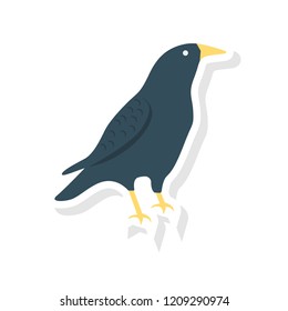 crow  bird  Halloween  