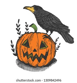 Crow bird and halloween pumpkin color engraving vector illustration. Scratch board style imitation. Hand drawn image.