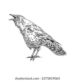 crow bird, hand drawn illustration, isolated vector