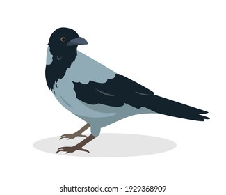 Crow bird icon isolated on white background. Gray crow. Vector illustration.